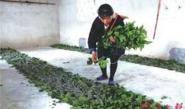 广东连南村民爆料视频,揭秘当地神秘事件